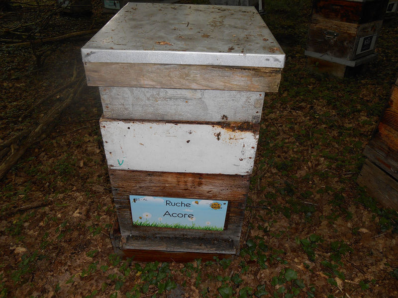 La ruche Acore