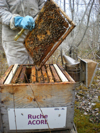 La ruche Acore