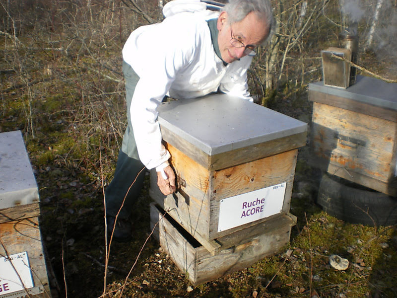La ruche Acore