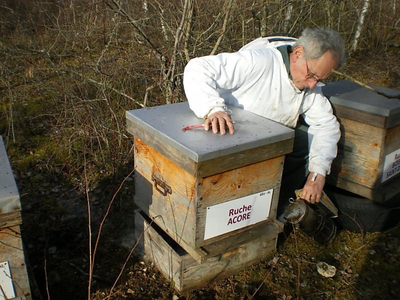 La ruche Acore
