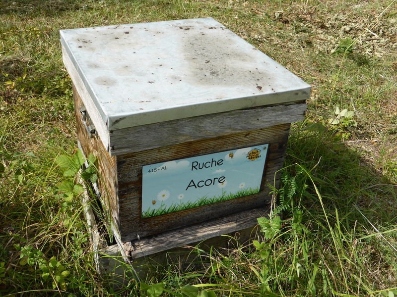 La ruche Acore
