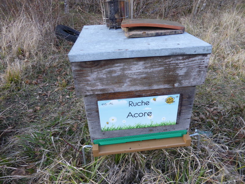 La ruche Acore