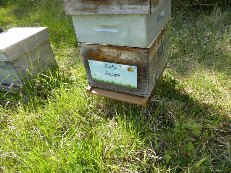 La ruche Acore