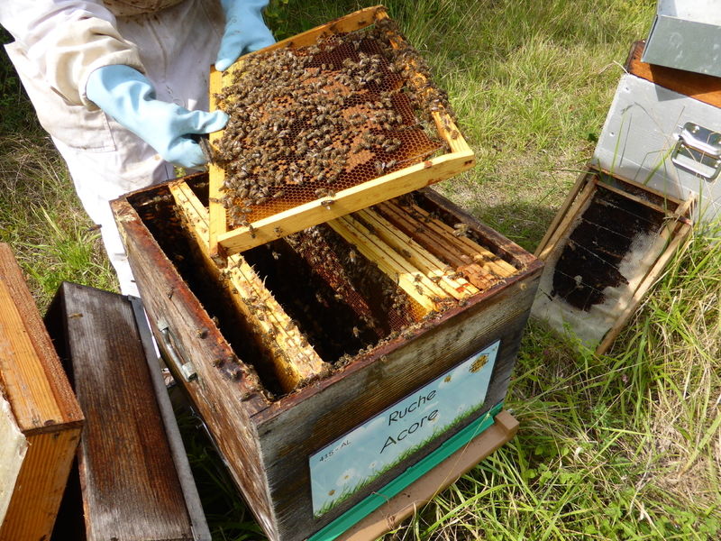 La ruche Acore