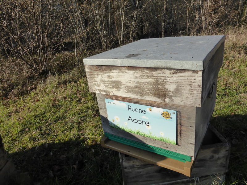 La ruche Acore