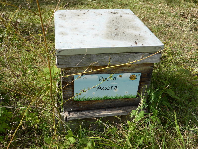 La ruche Acore