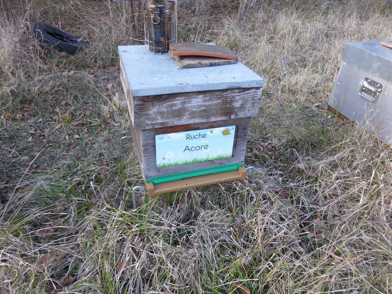 La ruche Acore