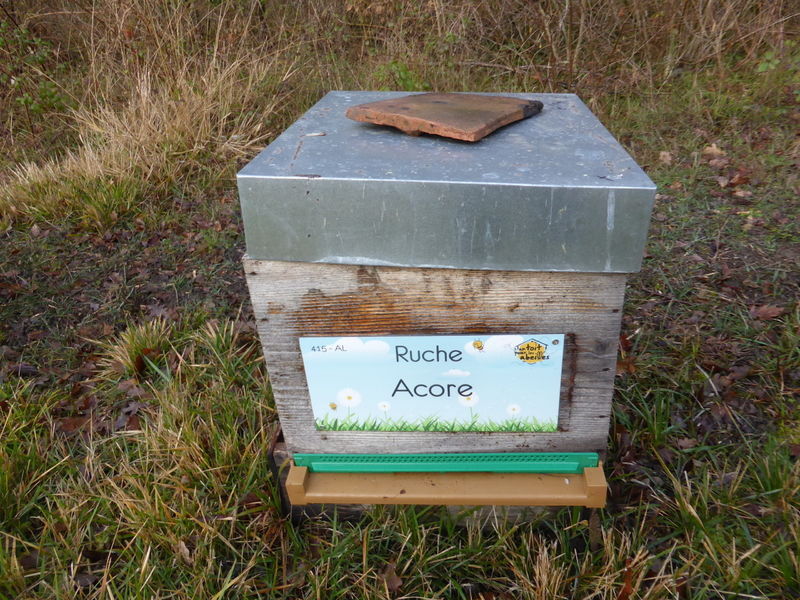 La ruche Acore