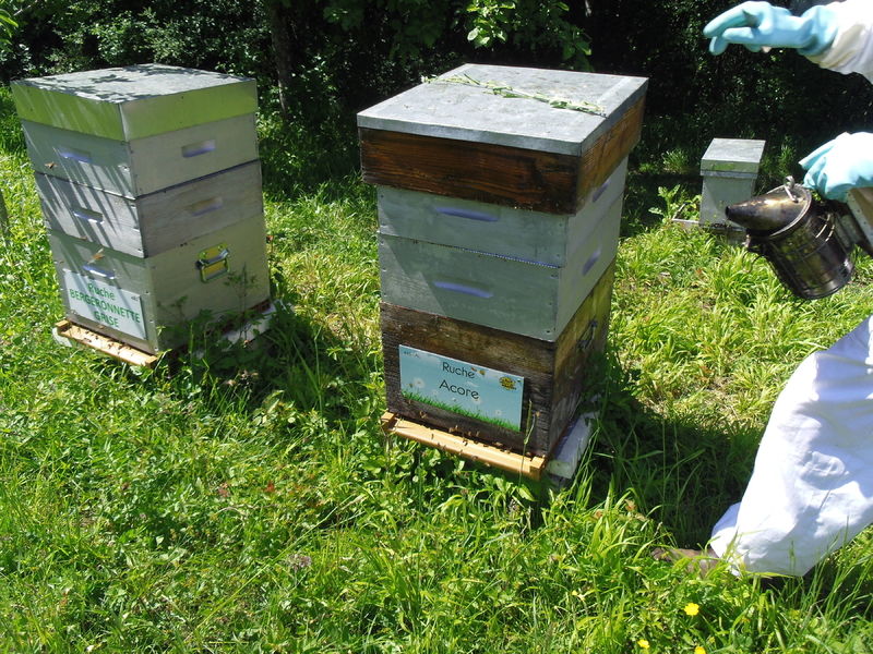 La ruche Acore