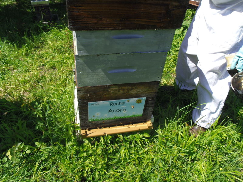 La ruche Acore