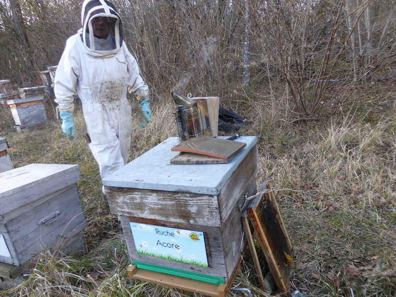 La ruche Acore