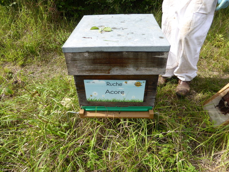 La ruche Acore