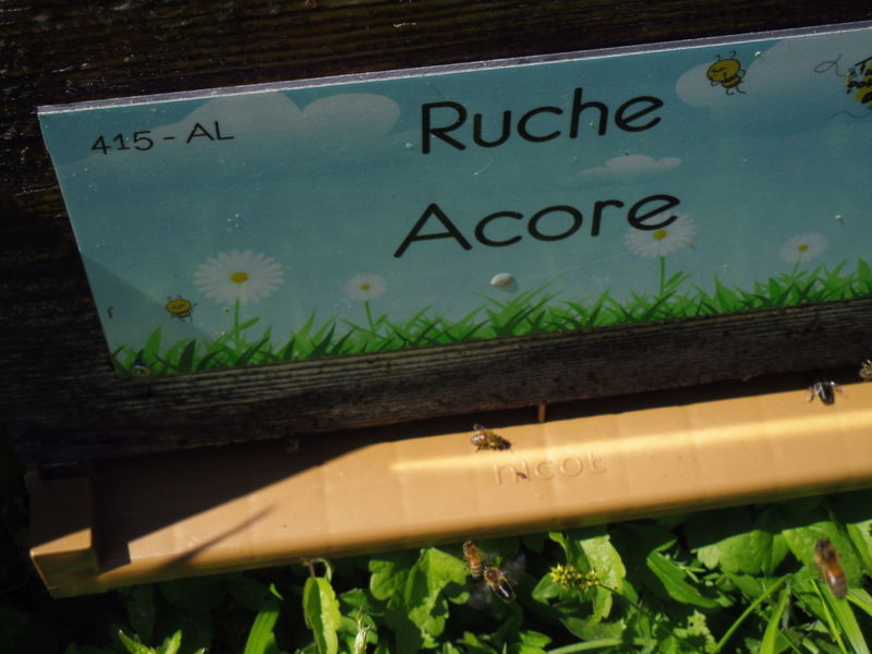 La ruche Acore
