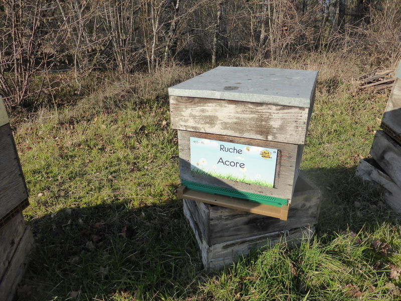 La ruche Acore