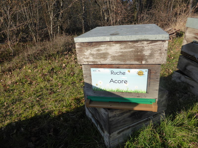 La ruche Acore