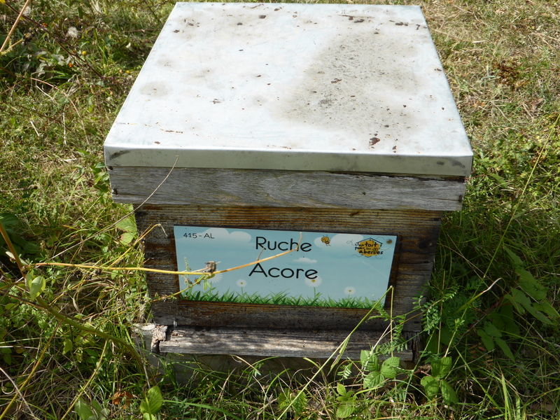La ruche Acore