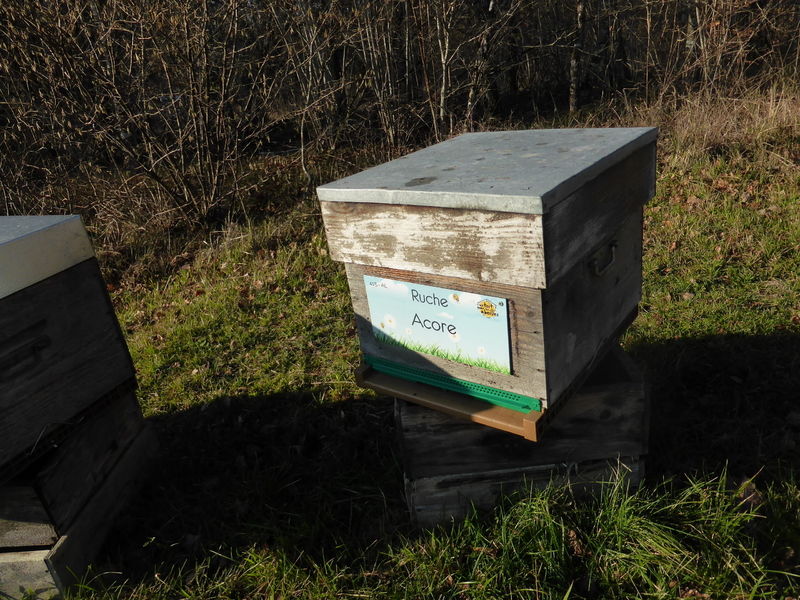 La ruche Acore