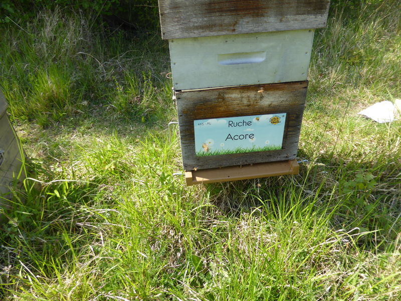 La ruche Acore