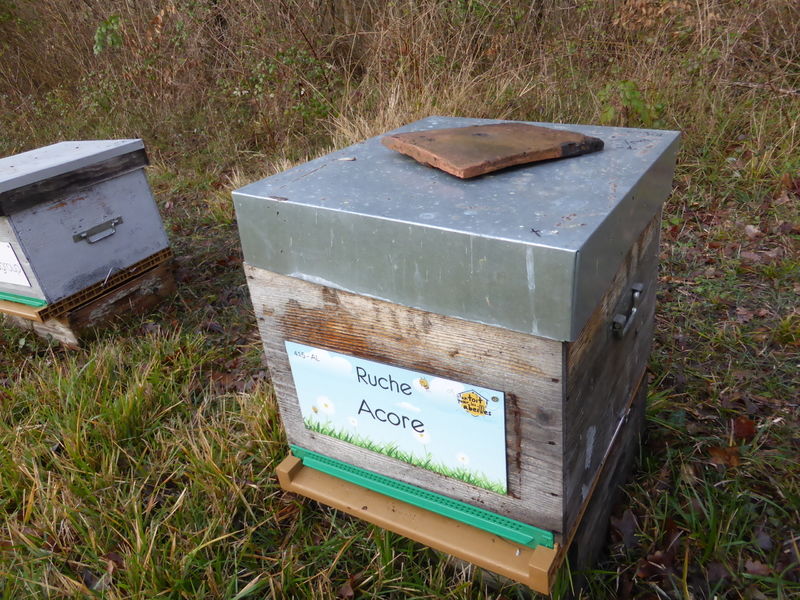 La ruche Acore