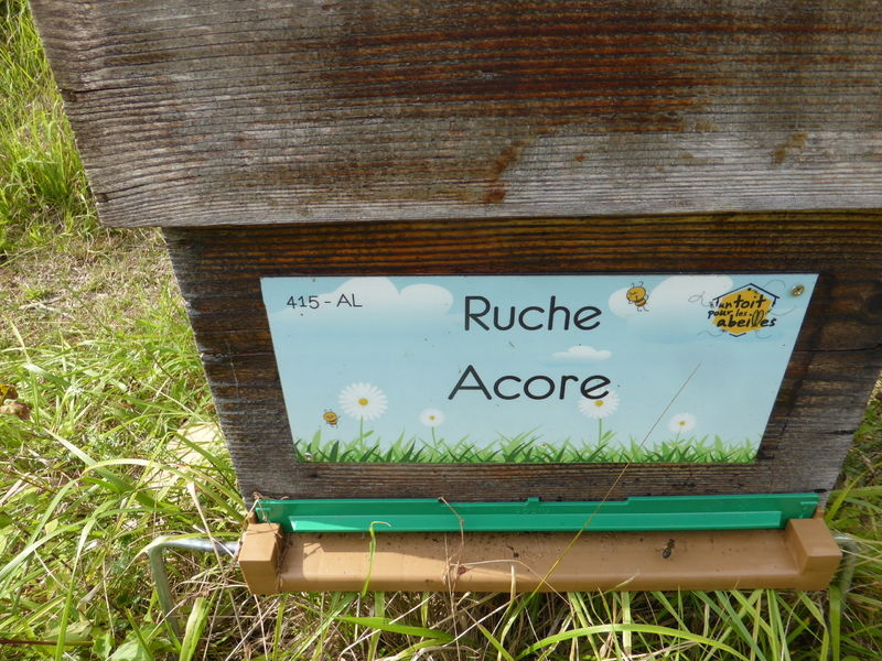 La ruche Acore