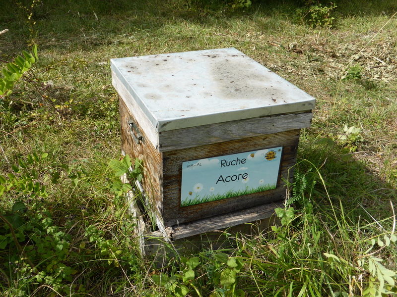 La ruche Acore