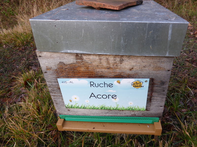 La ruche Acore