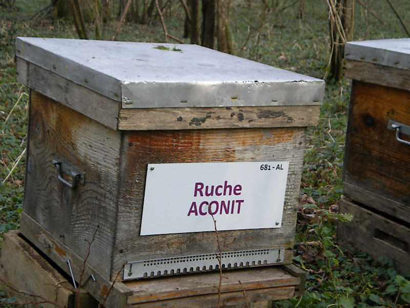 La ruche Aconit