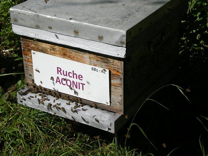 La ruche Aconit