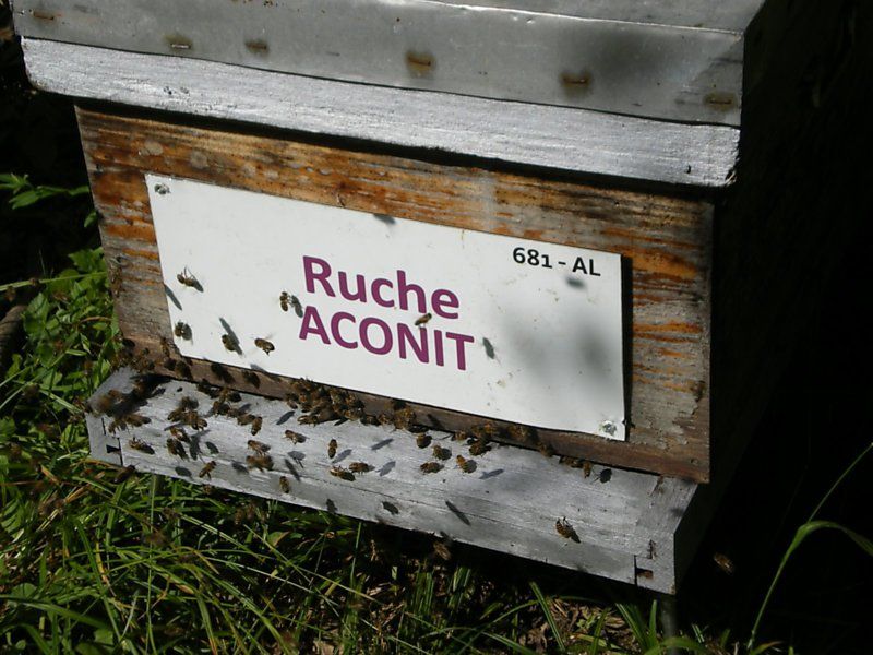La ruche Aconit