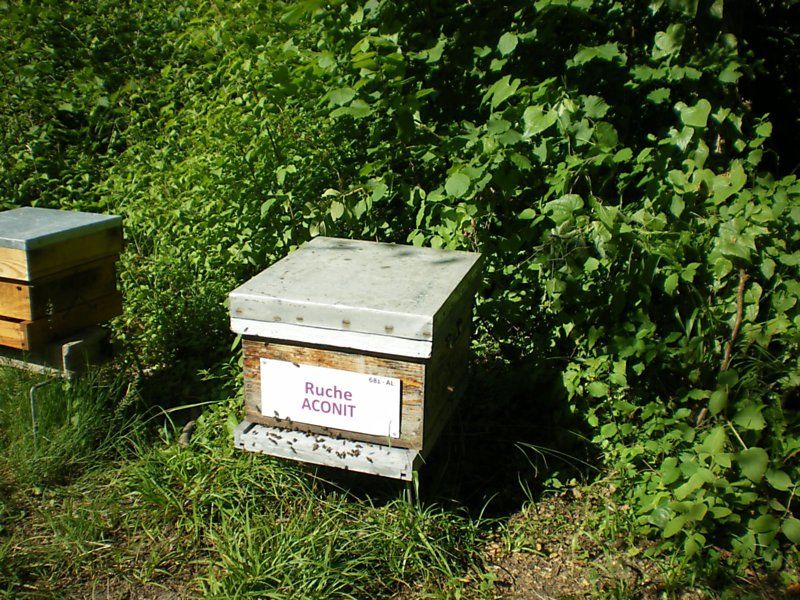 La ruche Aconit