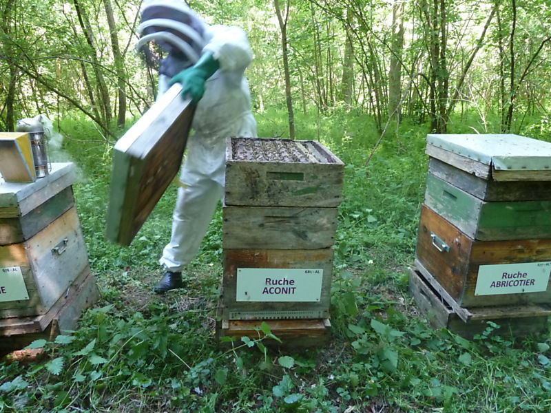La ruche Aconit