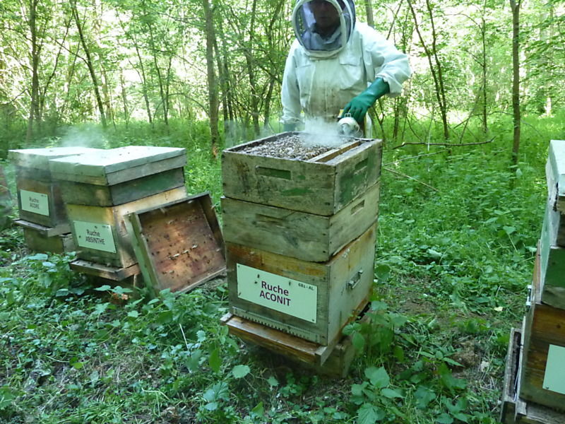 La ruche Aconit