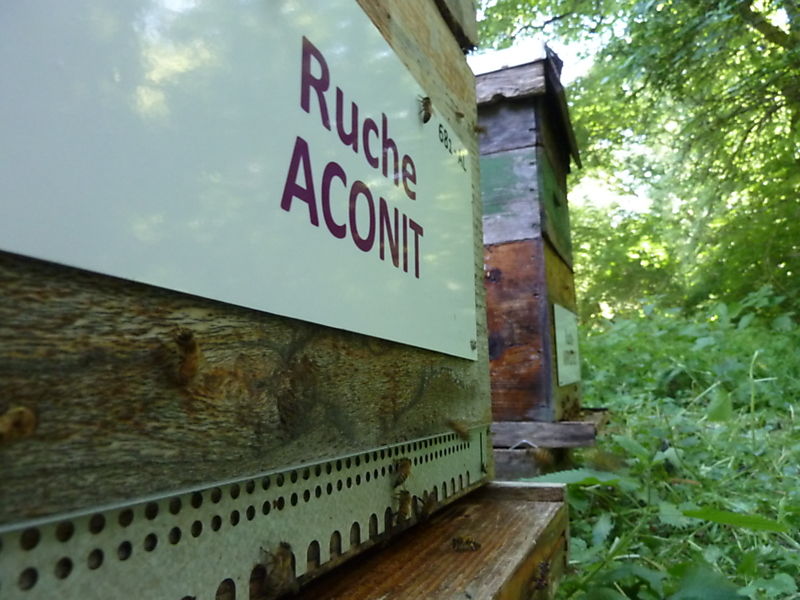 La ruche Aconit
