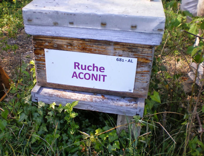 La ruche Aconit