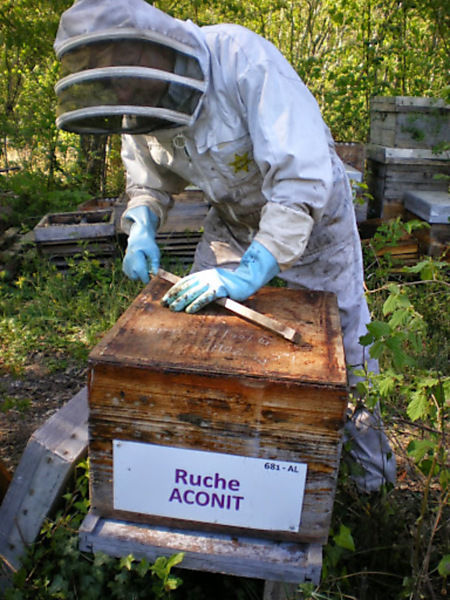 La ruche Aconit