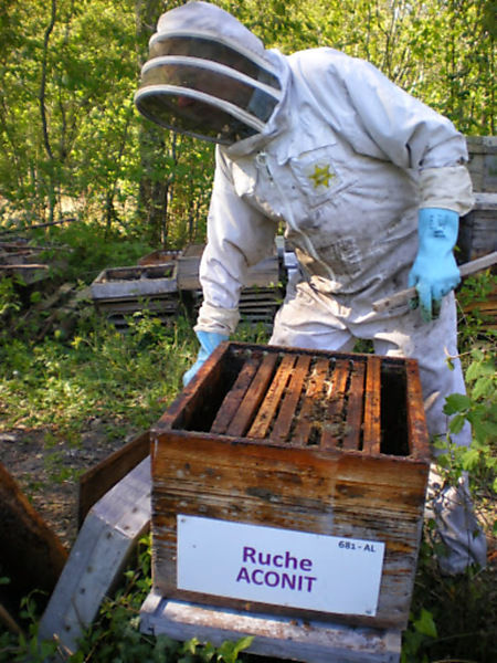 La ruche Aconit
