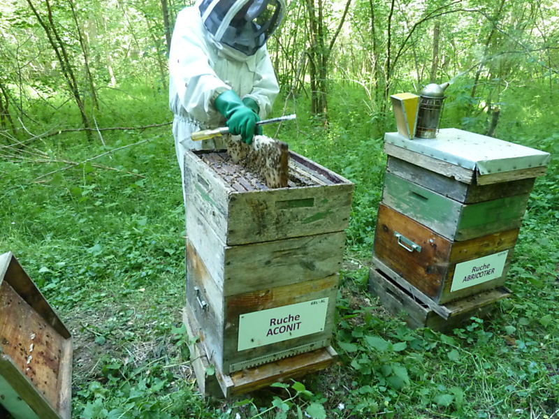 La ruche Aconit