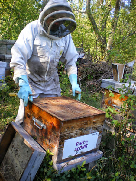 La ruche Aconit