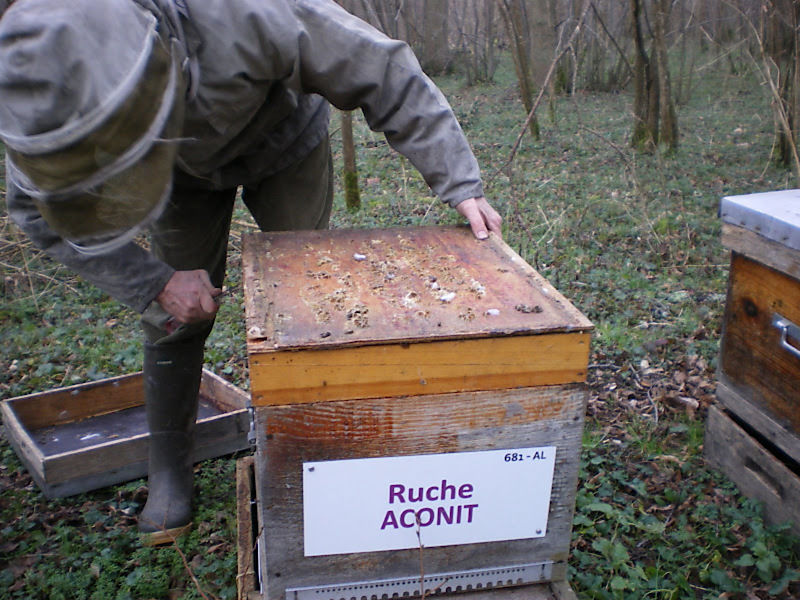 La ruche Aconit