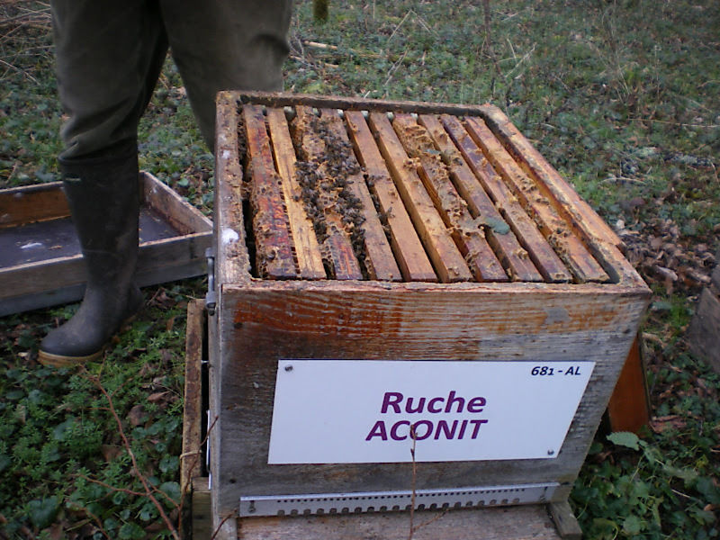 La ruche Aconit