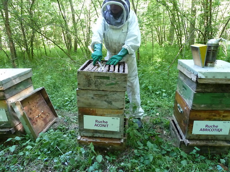 La ruche Aconit