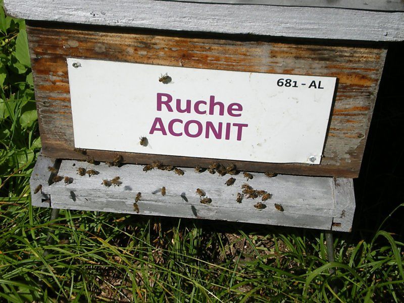 La ruche Aconit