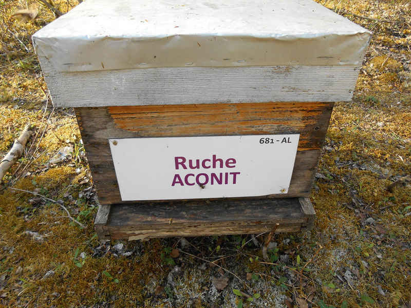 La ruche Aconit
