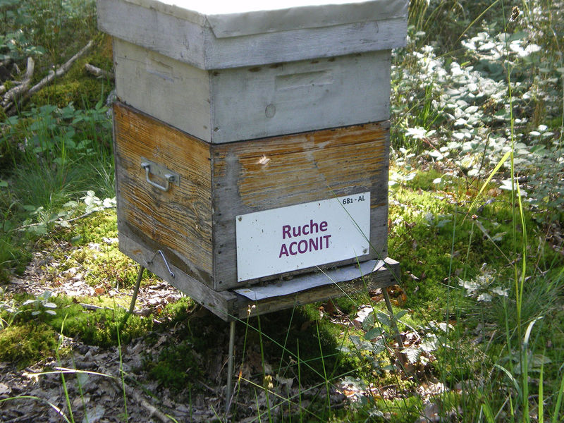 La ruche Aconit