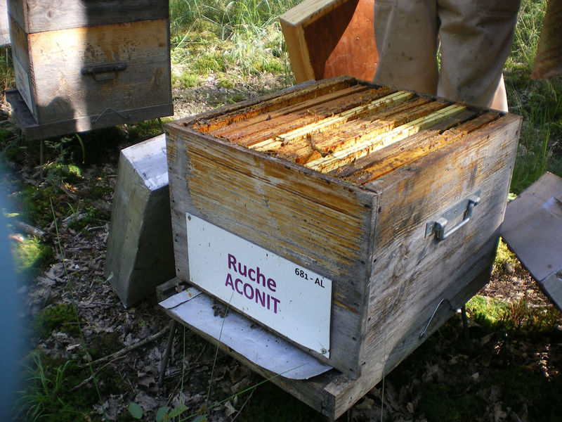 La ruche Aconit