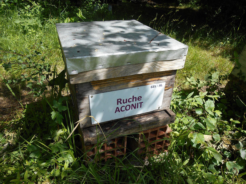 La ruche Aconit
