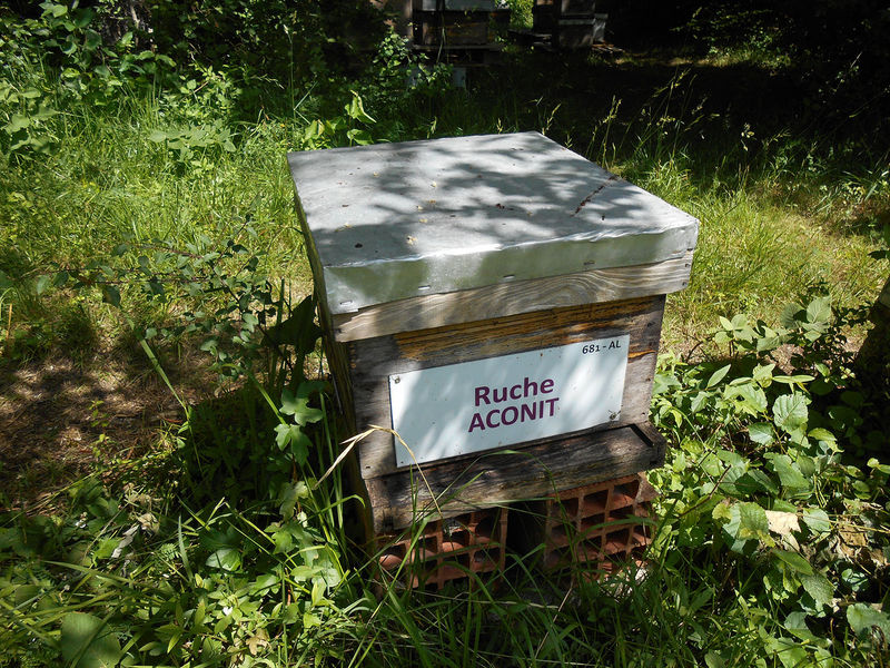 La ruche Aconit