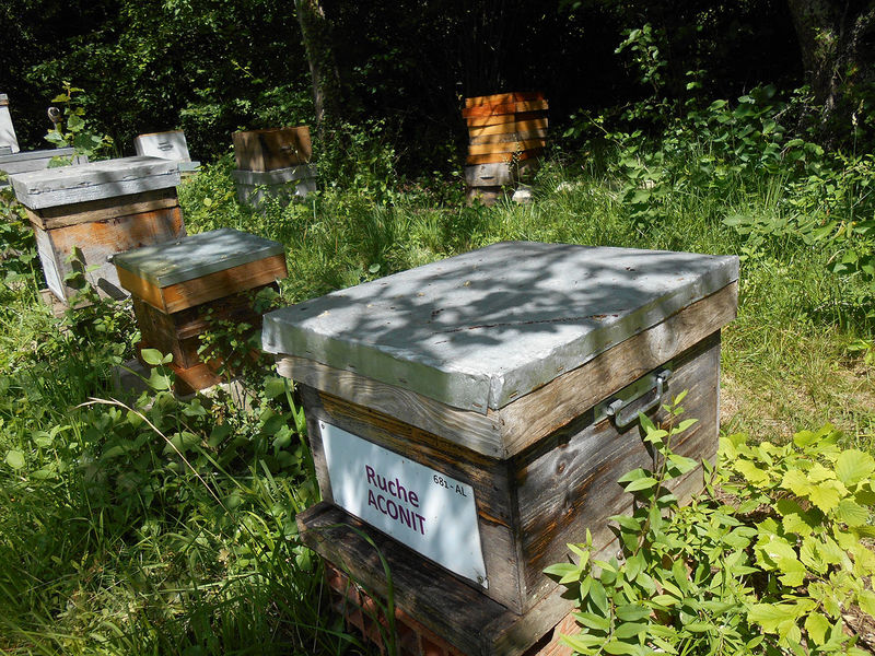 La ruche Aconit