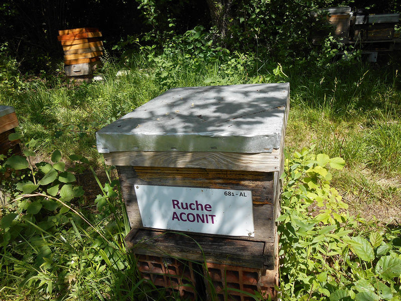 La ruche Aconit