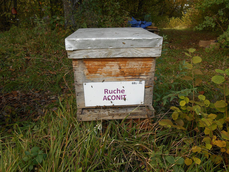 La ruche Aconit